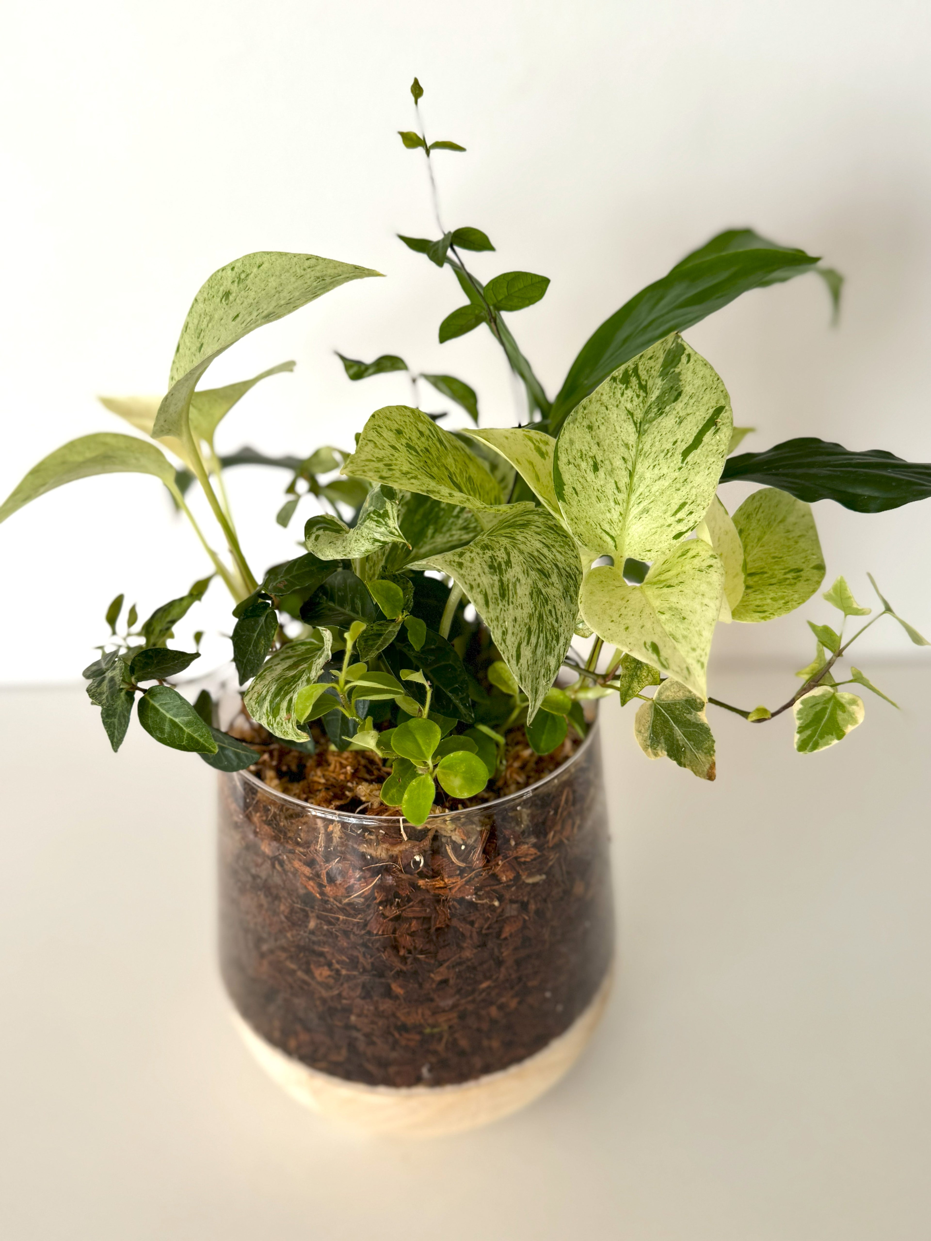 ポトスとスパティフィラムの寄せ植え｜透明ガラスのブリコラージュグリーン