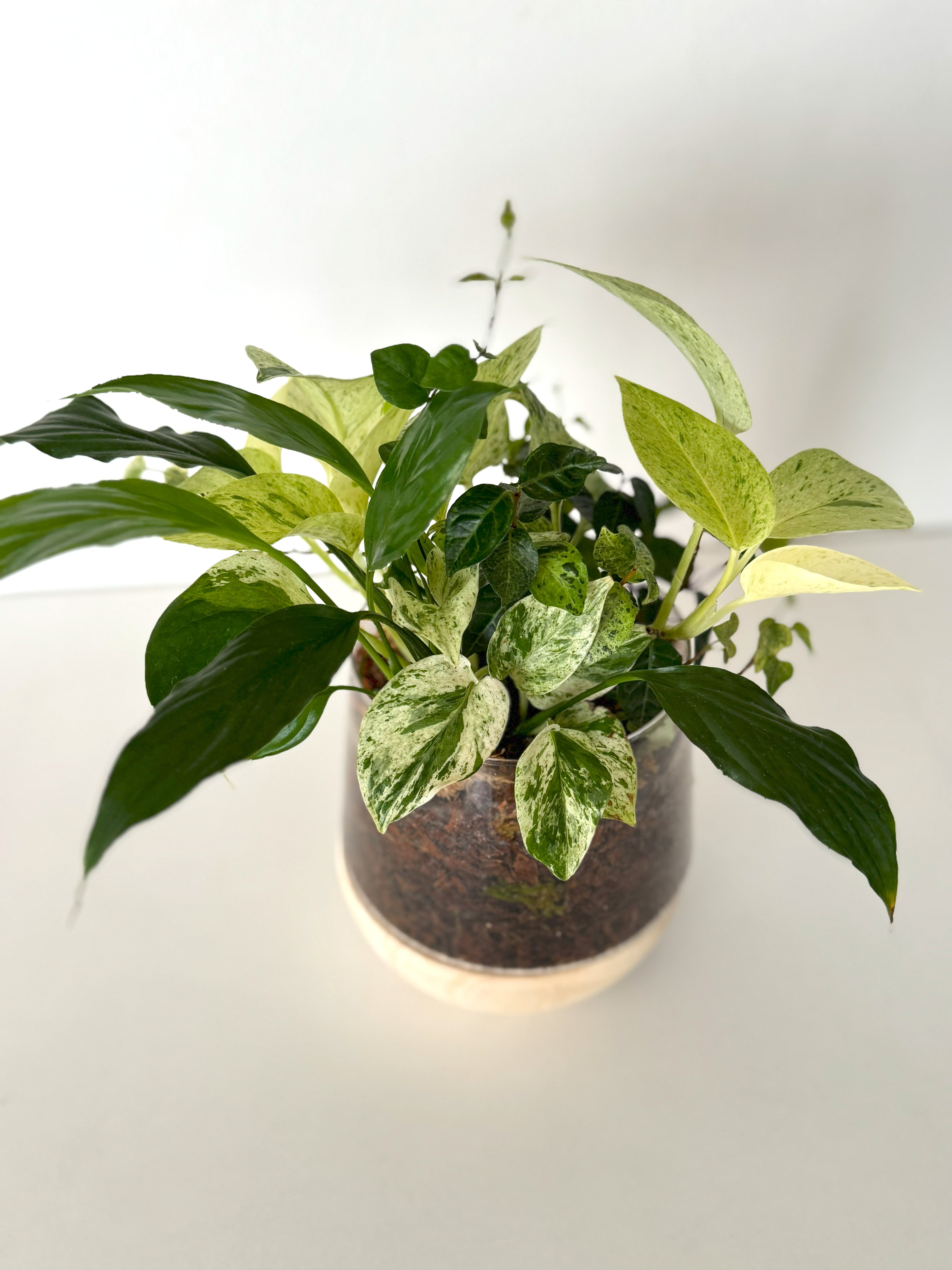 ポトスとスパティフィラムの寄せ植え｜透明ガラスのブリコラージュグリーン