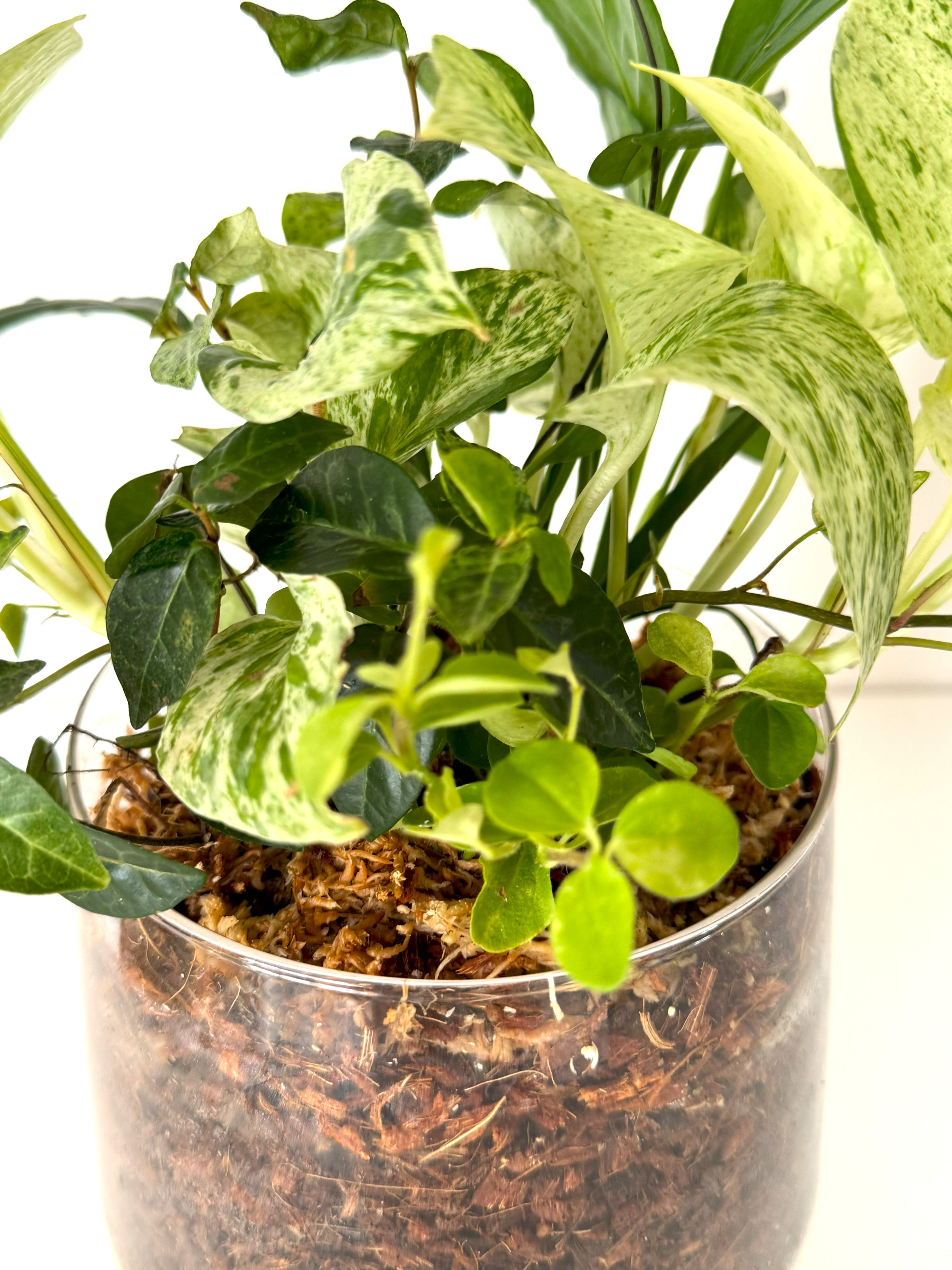 ポトスとスパティフィラムの寄せ植え｜透明ガラスのブリコラージュグリーン